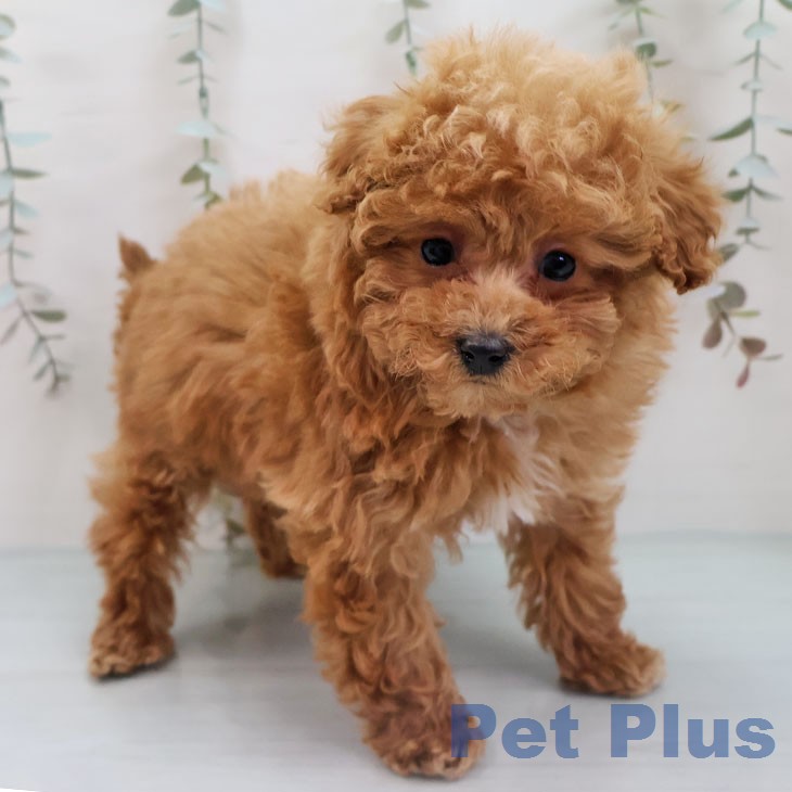 トイ・プードルの写真2