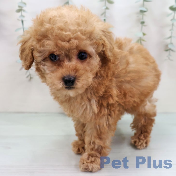 トイ・プードル