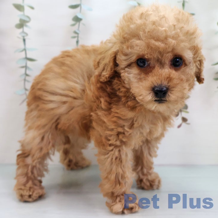 トイ・プードルの写真2