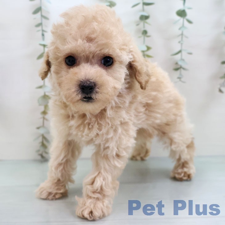 トイ・プードル