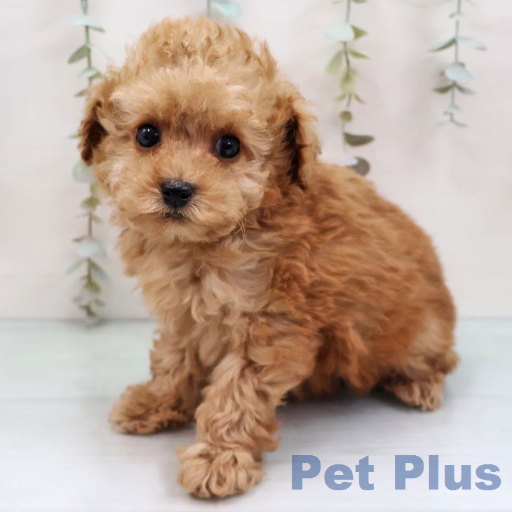 トイ・プードル