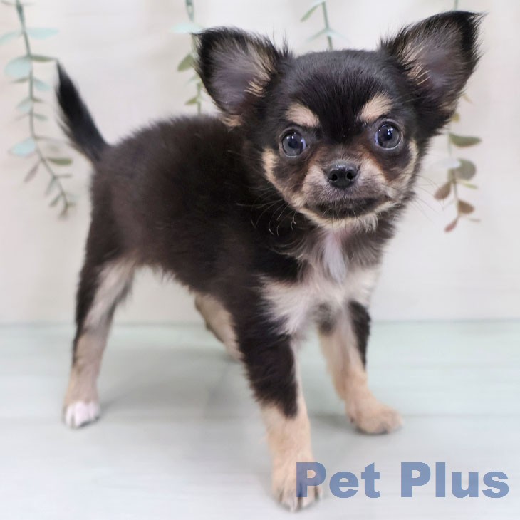 愛知県のチワワ(ロング) (ペットプラス 岡崎店/2026年1月6日生まれ/女の子/ブラックタン)の子犬の1枚目の画像