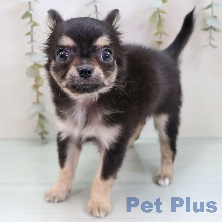 愛知県のチワワ(ロング) (ペットプラス 岡崎店/2026年1月6日生まれ/女の子/ブラックタン)の子犬の2枚目の画像