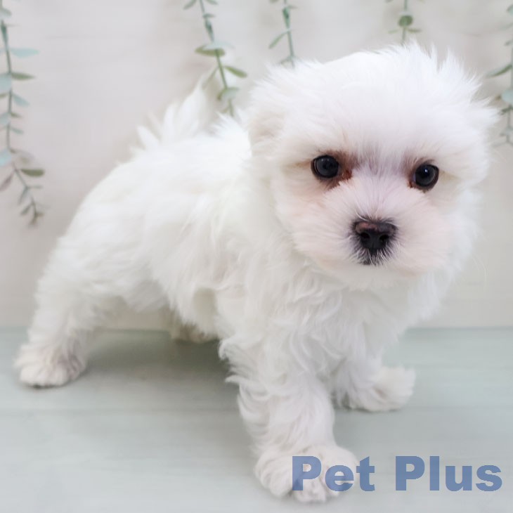 マルチーズの写真2