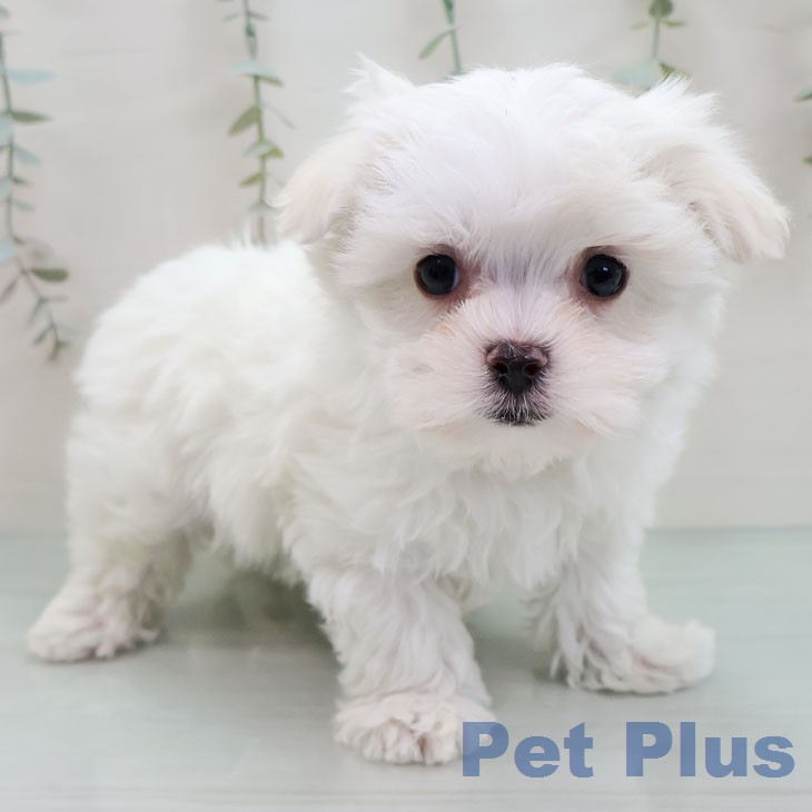 マルチーズの写真2