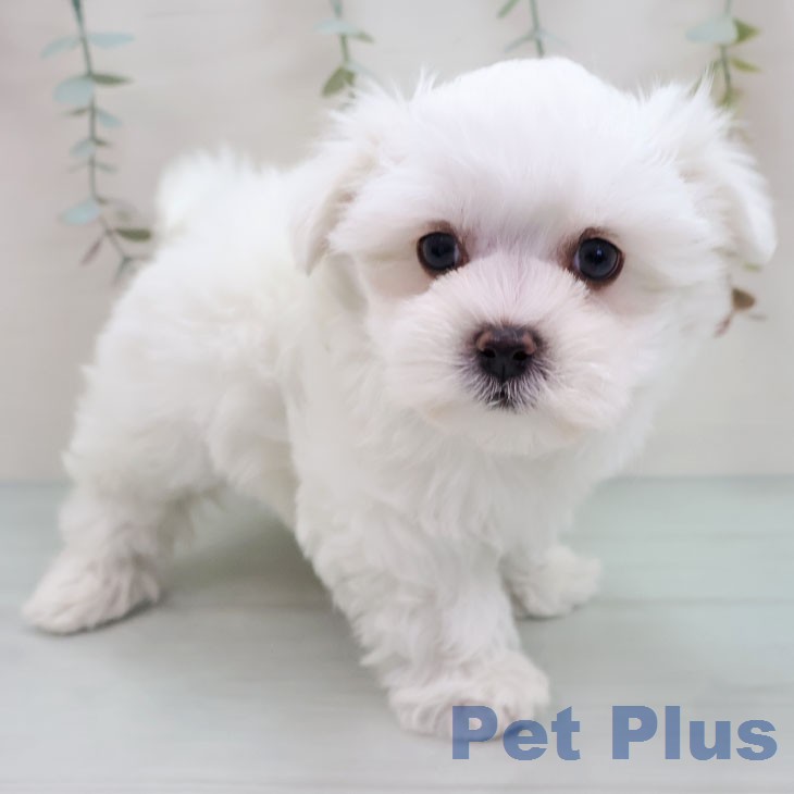 福岡県のマルチーズ (ペットプラス ららぽーと福岡店/2026年1月14日生まれ/男の子/ホワイト)の子犬の1枚目の画像