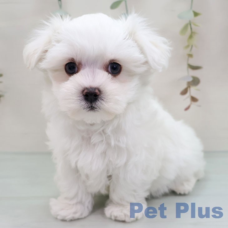 福岡県のマルチーズ (ペットプラス ららぽーと福岡店/2026年1月14日生まれ/男の子/ホワイト)の子犬の2枚目の画像