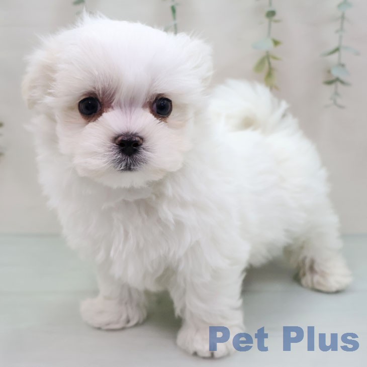 福岡県のマルチーズ (ペットプラス 福岡店/2026年1月14日生まれ/男の子/ホワイト)の子犬の1枚目の画像
