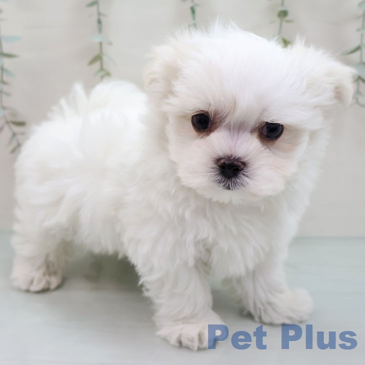 福岡県のマルチーズ (ペットプラス 福岡店/2026年1月14日生まれ/男の子/ホワイト)の子犬の2枚目の画像