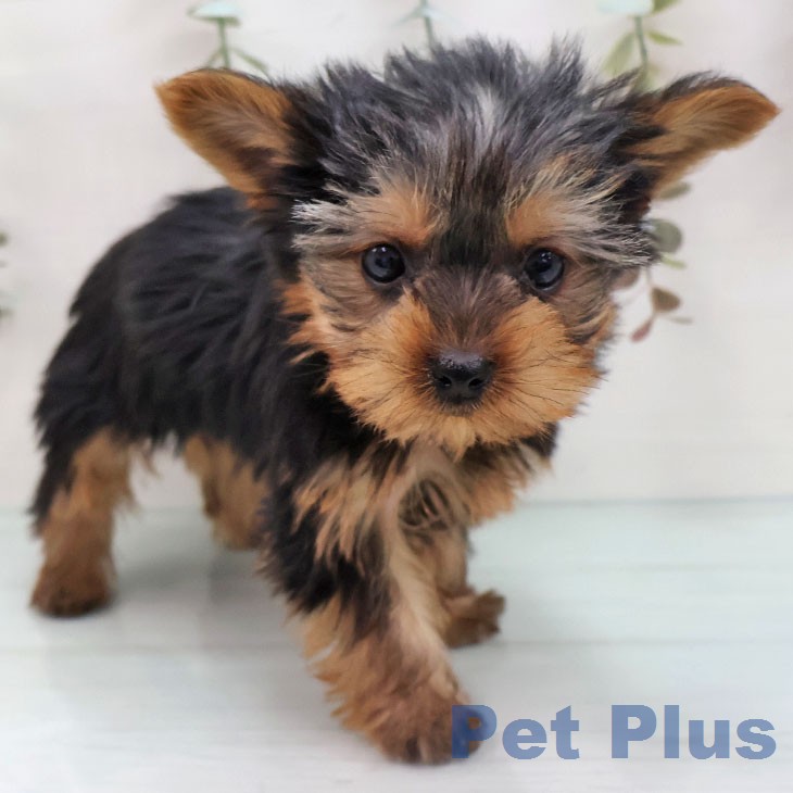 ヨークシャー・テリアの写真1