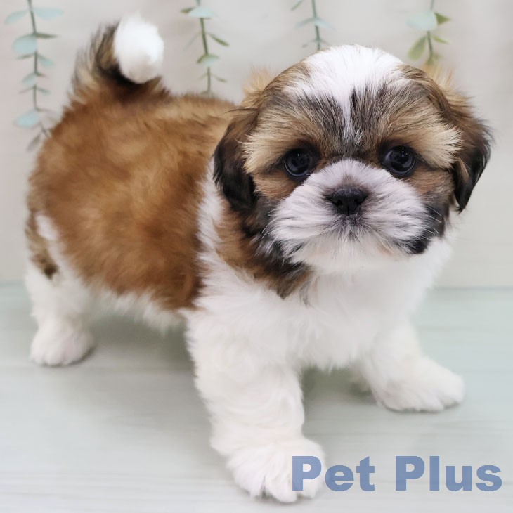 愛知県のシーズー (ペッツワン 東海店/2026年1月14日生まれ/男の子/ゴールドホワイト)の子犬の1枚目の画像