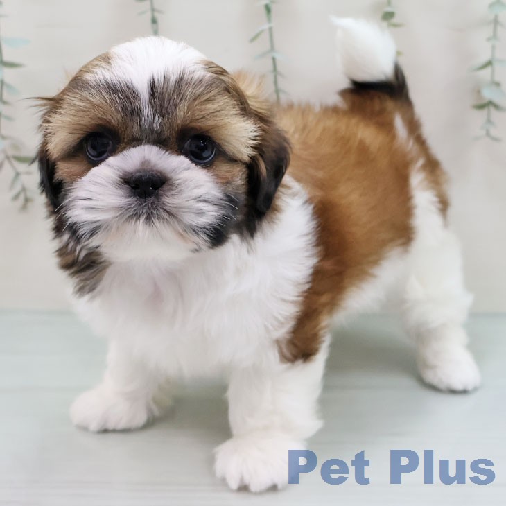 愛知県のシーズー (ペッツワン 東海店/2026年1月14日生まれ/男の子/ゴールドホワイト)の子犬の2枚目の画像