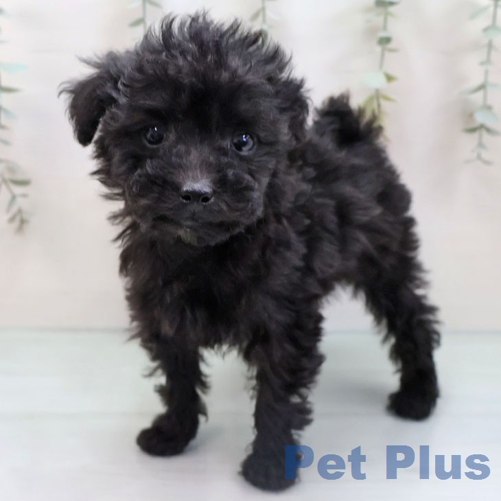 愛知県のトイプードル(トイ) (ペッツワン 東海店/2026年1月13日生まれ/男の子/ブラック)の子犬の1枚目の画像