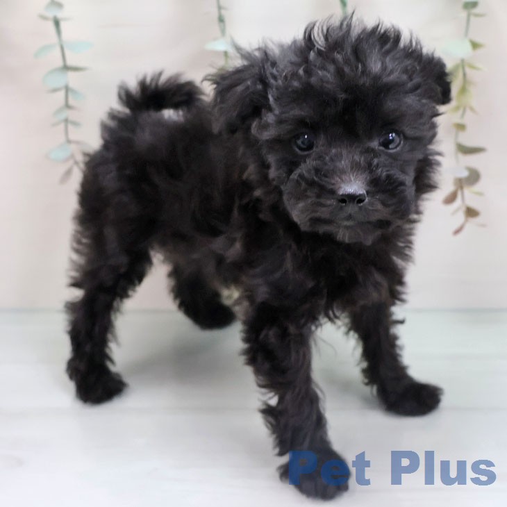愛知県のトイプードル(トイ) (ペッツワン 東海店/2026年1月13日生まれ/男の子/ブラック)の子犬の2枚目の画像