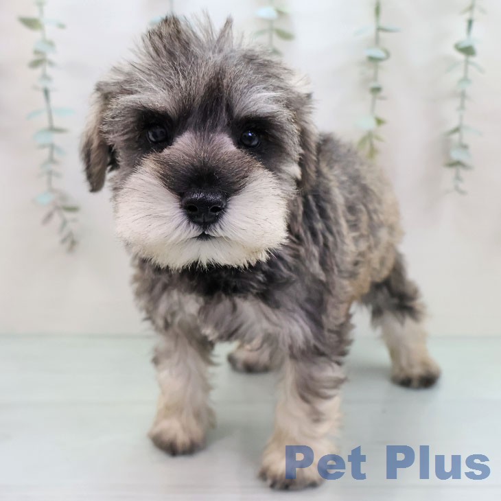 埼玉県のミニチュアシュナウザー (ペットプラス ピオニウォーク東松山店/2026年1月15日生まれ/男の子/ソルトペッパー)の子犬