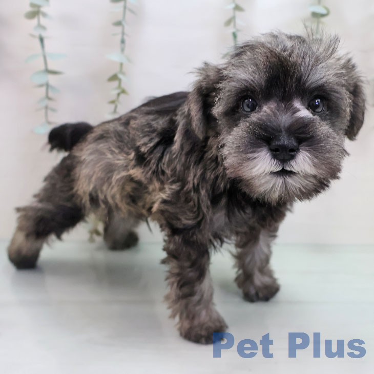 ミニチュア・シュナウザーの写真2