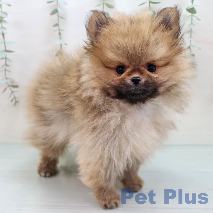 福岡県のポメラニアン (ペットプラス MARK IS 福岡ももち店/2026年1月11日生まれ/男の子/オレンジ)の子犬の1枚目の画像
