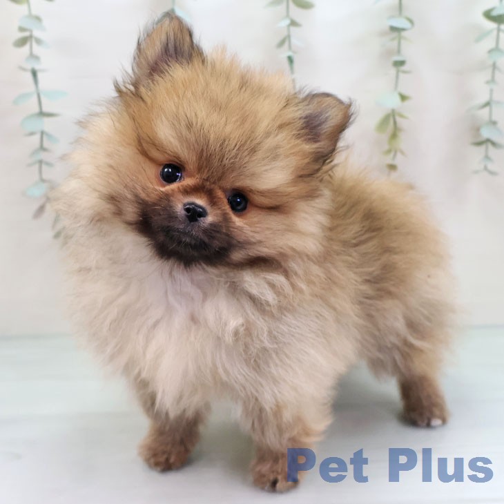 福岡県のポメラニアン (ペットプラス MARK IS 福岡ももち店/2026年1月11日生まれ/男の子/オレンジ)の子犬の2枚目の画像