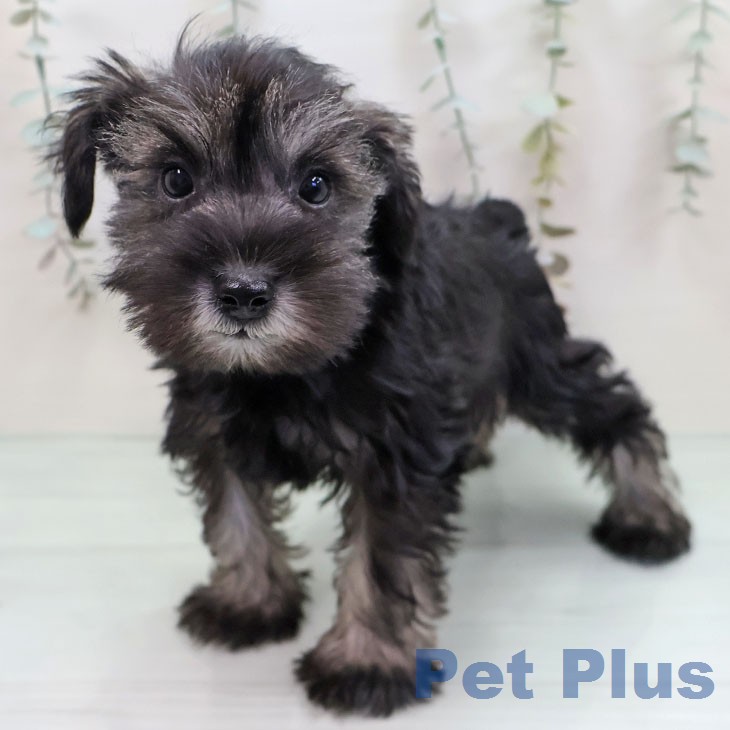 千葉県のミニチュアシュナウザー (ペットプラス 船橋店/2026年1月8日生まれ/女の子/ソルトペッパー)の子犬の1枚目の画像