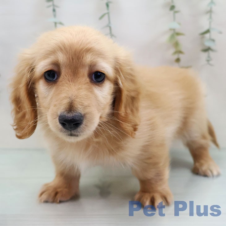 カニーンヘン・ダックスフンド