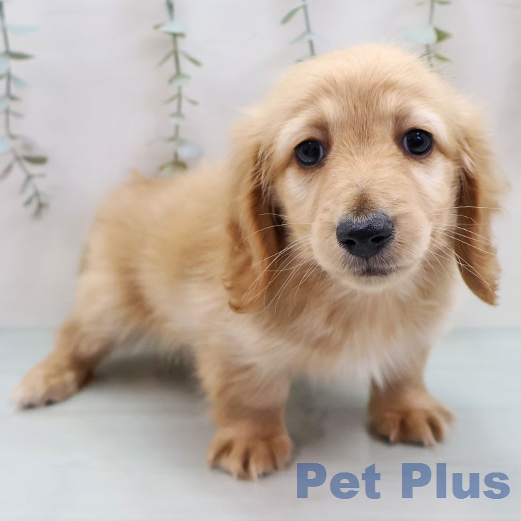 カニーンヘン・ダックスフンドの写真2