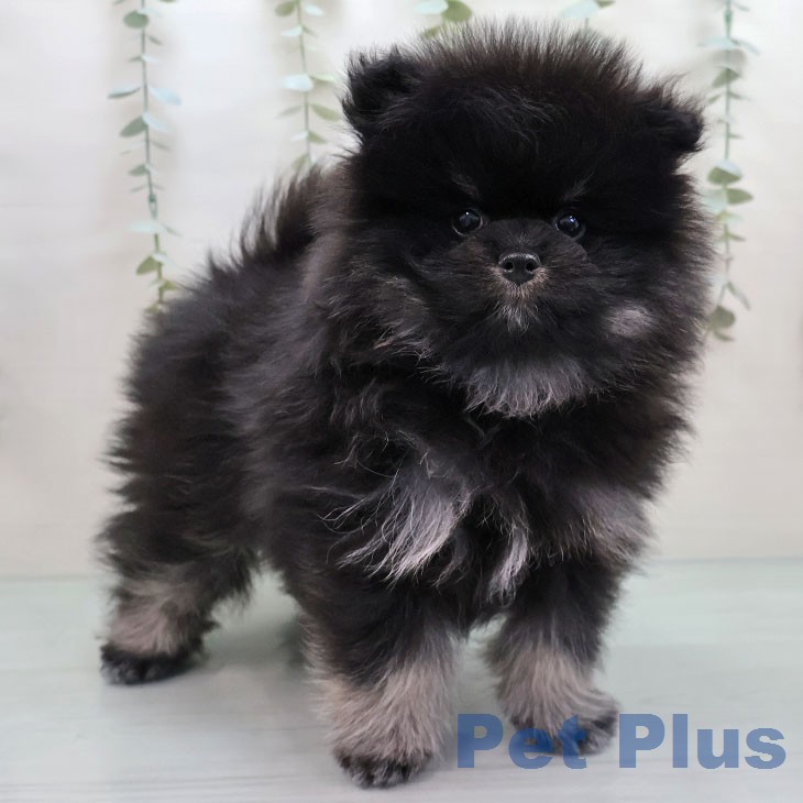 ポメラニアンの写真2