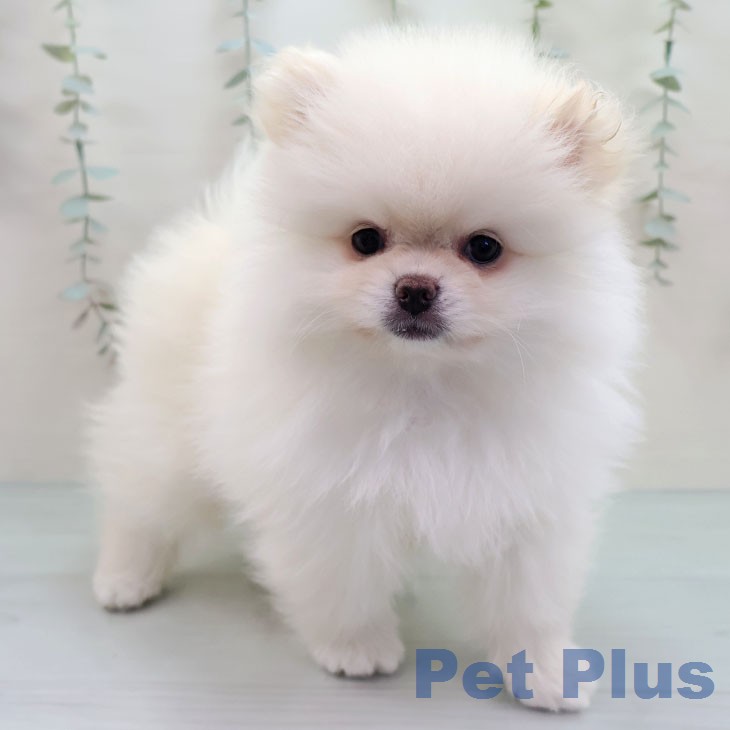 ポメラニアンの写真2