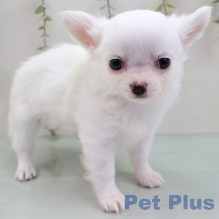 福岡県のチワワ(ロング) (ペットプラス MARK IS 福岡ももち店/2026年1月15日生まれ/男の子/ホワイトクリーム)の子犬の1枚目の画像