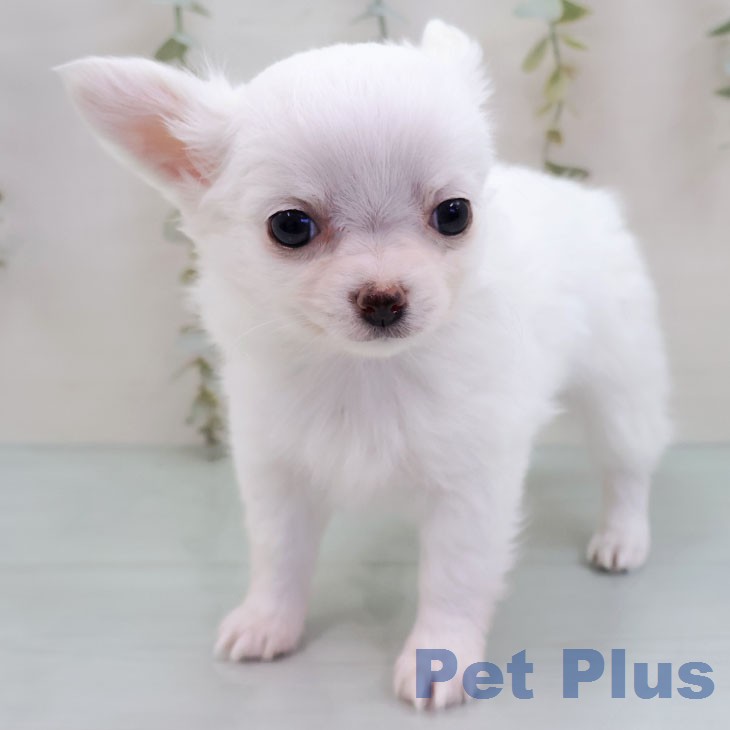 福岡県のチワワ(ロング) (ペットプラス MARK IS 福岡ももち店/2026年1月15日生まれ/男の子/ホワイトクリーム)の子犬の2枚目の画像