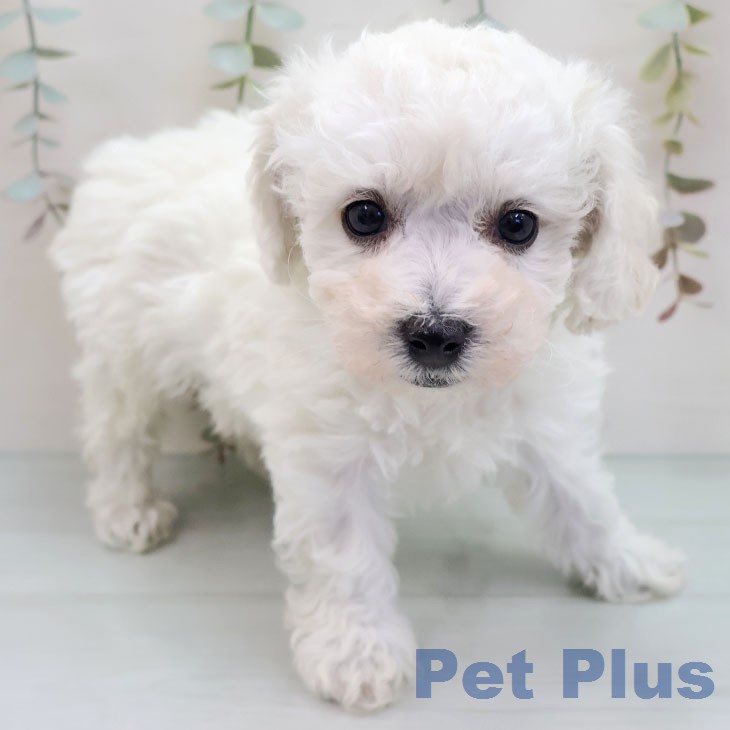 ビション・フリーゼ