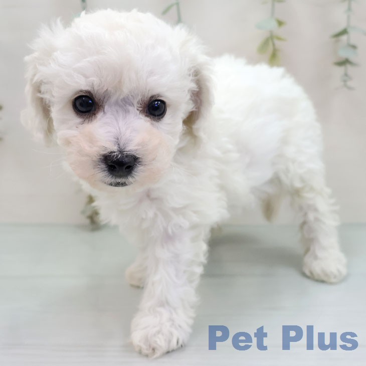 ビション・フリーゼの写真2