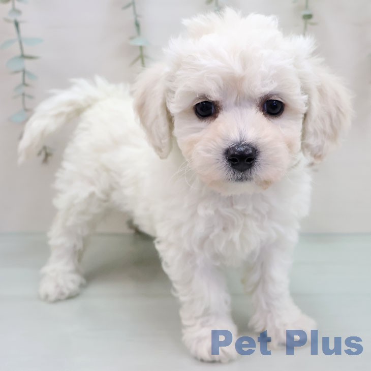 ビション・フリーゼ