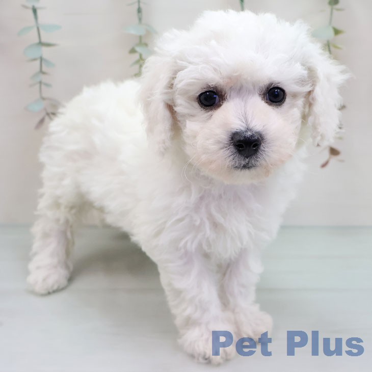 宮崎県のビションフリーゼ (ペットプラス 宮崎店/2026年1月14日生まれ/女の子/ホワイト)の子犬の1枚目の画像
