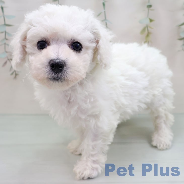 宮崎県のビションフリーゼ (ペットプラス 宮崎店/2026年1月14日生まれ/女の子/ホワイト)の子犬の2枚目の画像