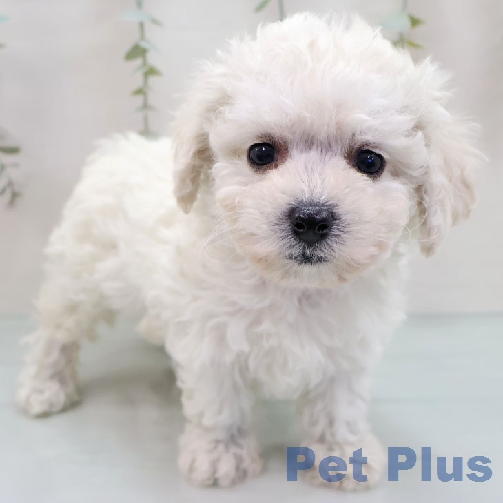 ビション・フリーゼ