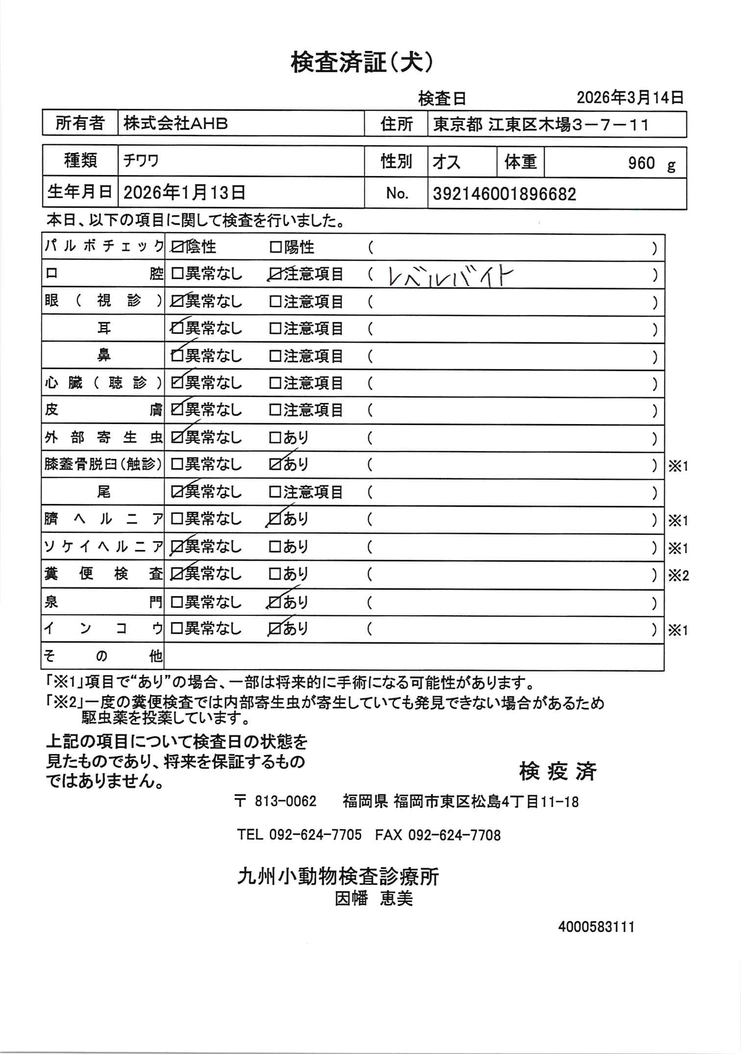 チワワ