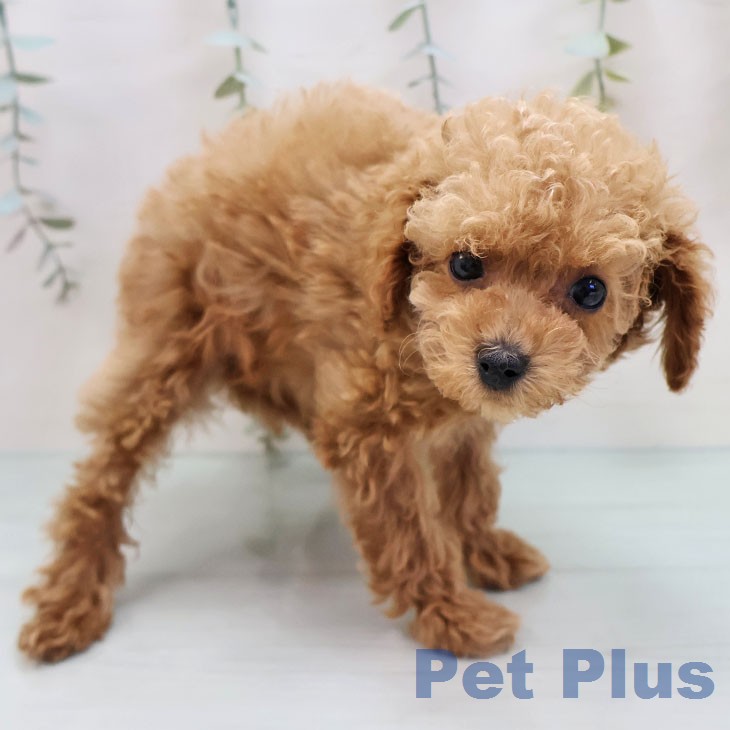 トイ・プードルの写真2