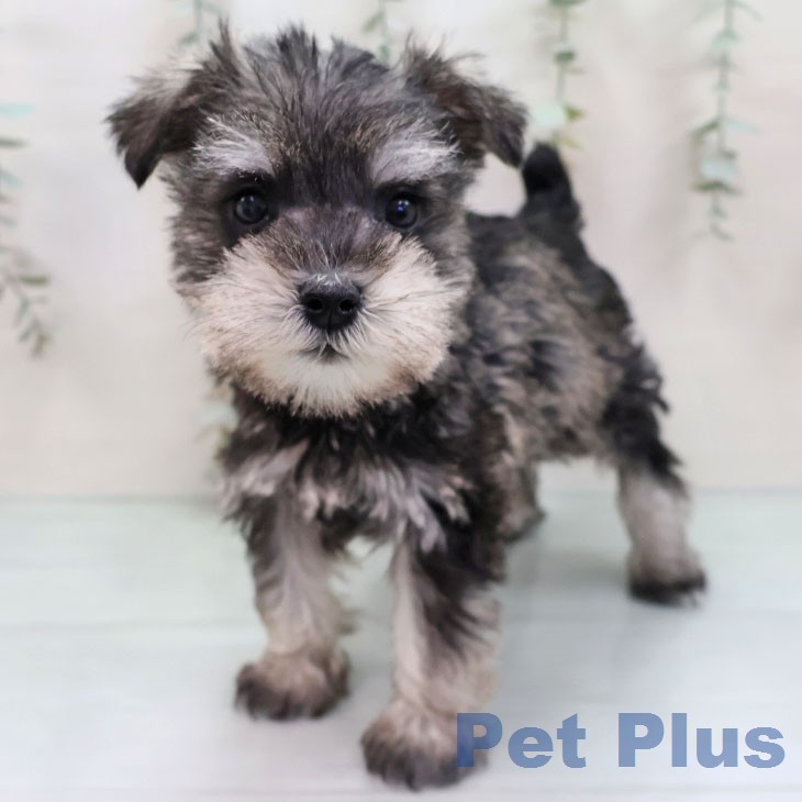 ミニチュア・シュナウザーの写真2