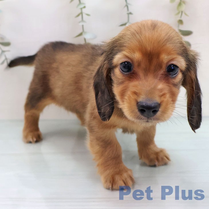 ミニチュア・ダックスフンド