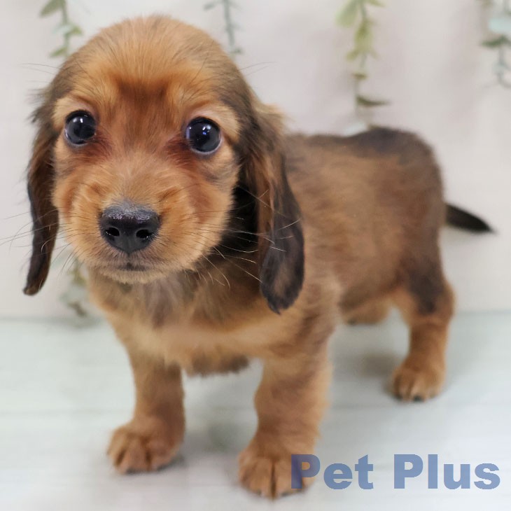 ミニチュア・ダックスフンドの写真2