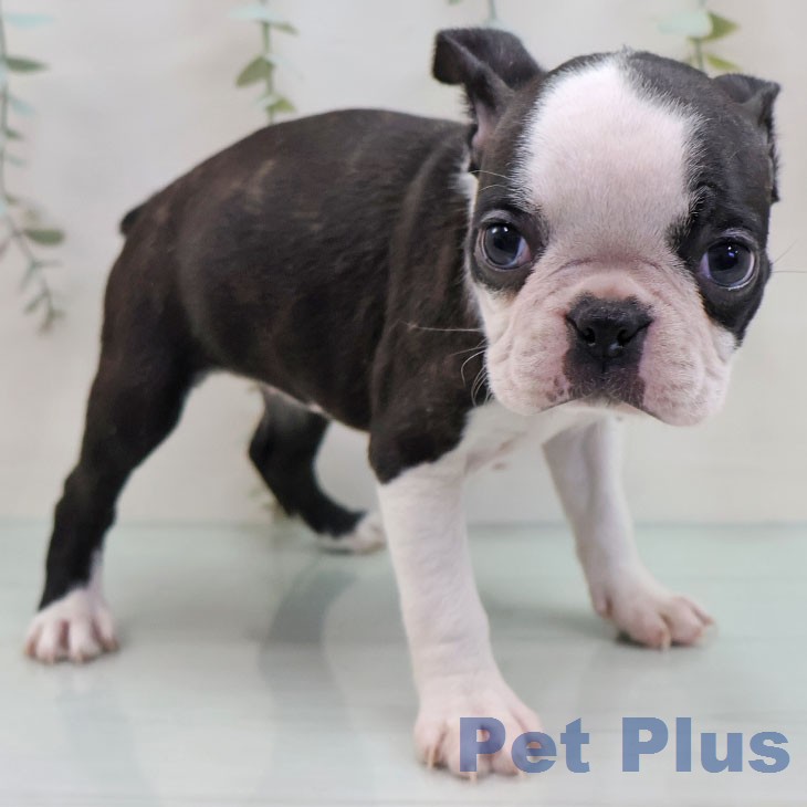 ボストン・テリア