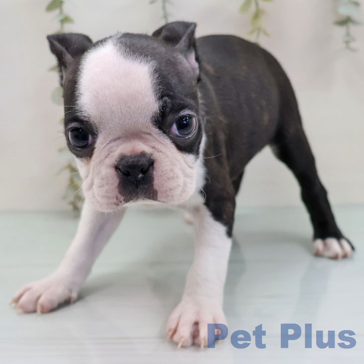 ボストン・テリアの写真2