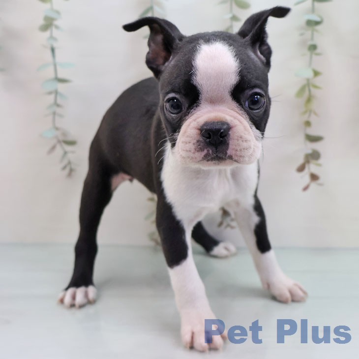 ボストン・テリア