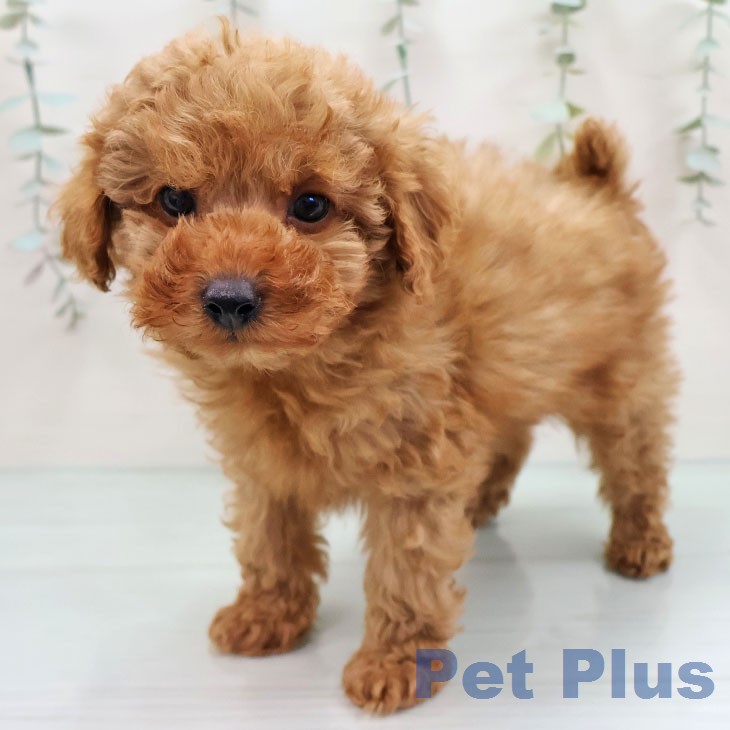 トイ・プードル