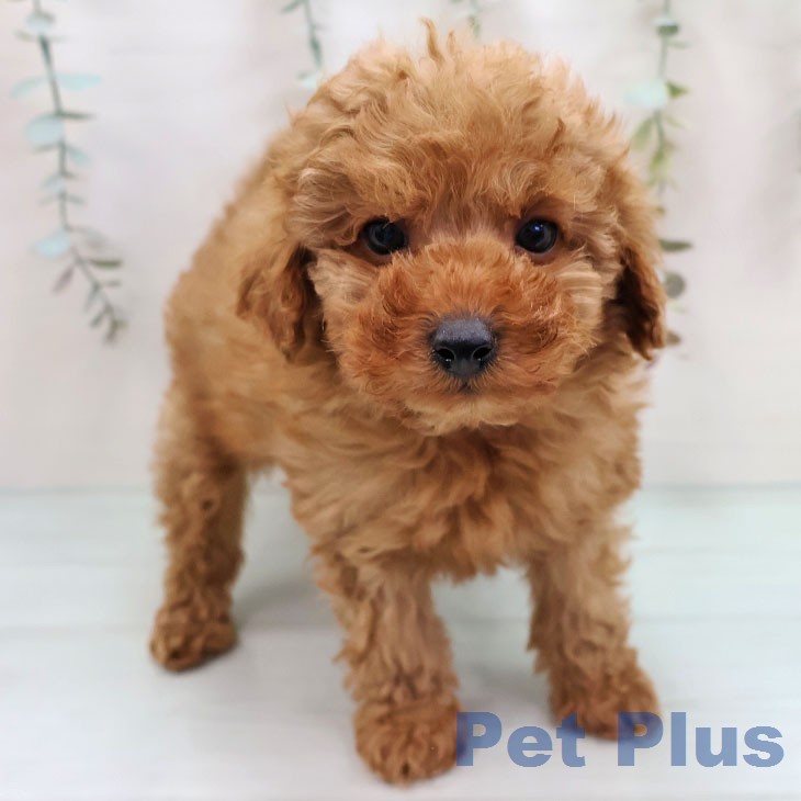 トイ・プードルの写真2