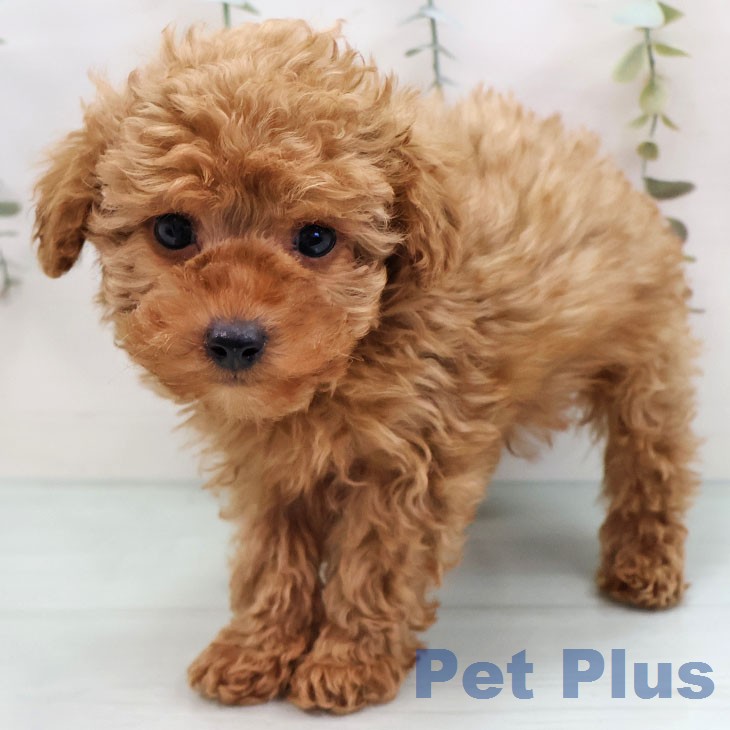 トイ・プードルの写真2