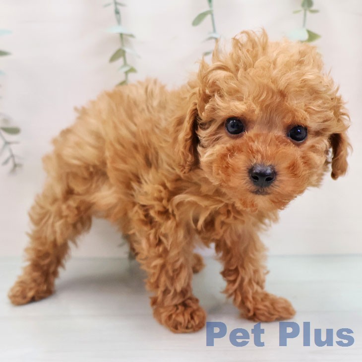 愛知県のトイプードル(トイ) (ペッツワン 東海店/2026年1月14日生まれ/女の子/アプリコット)の子犬の1枚目の画像
