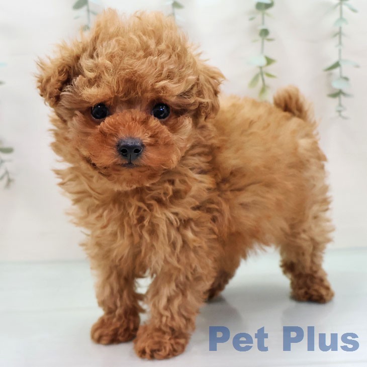 トイ・プードル