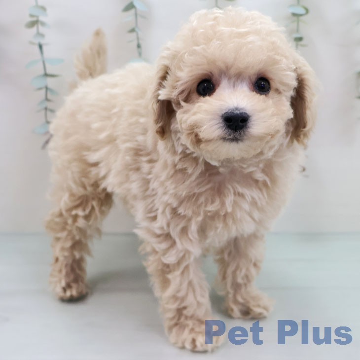 トイ・プードル