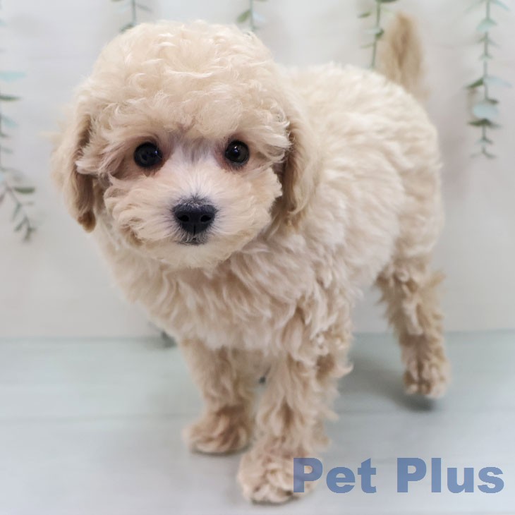 トイ・プードル